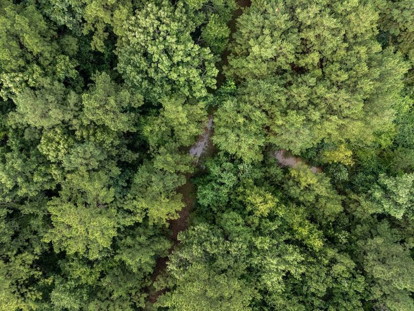 Panola Co. 40ac - Rouse-38