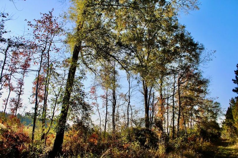 BF6CF274-4413-4403-B2AC-0BB7ECB6AF01_1_201_a