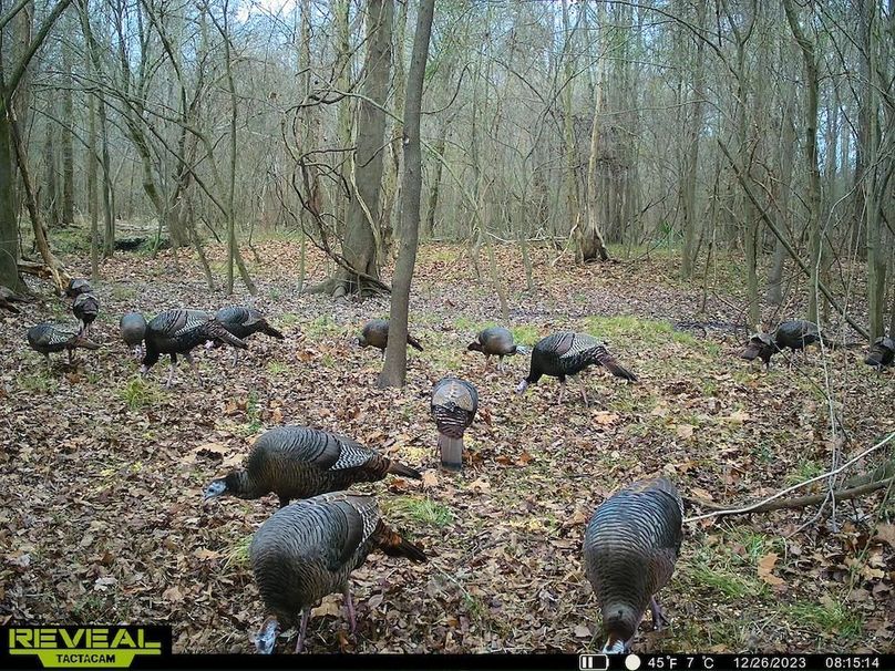Trail cam Turkey flock at creek 