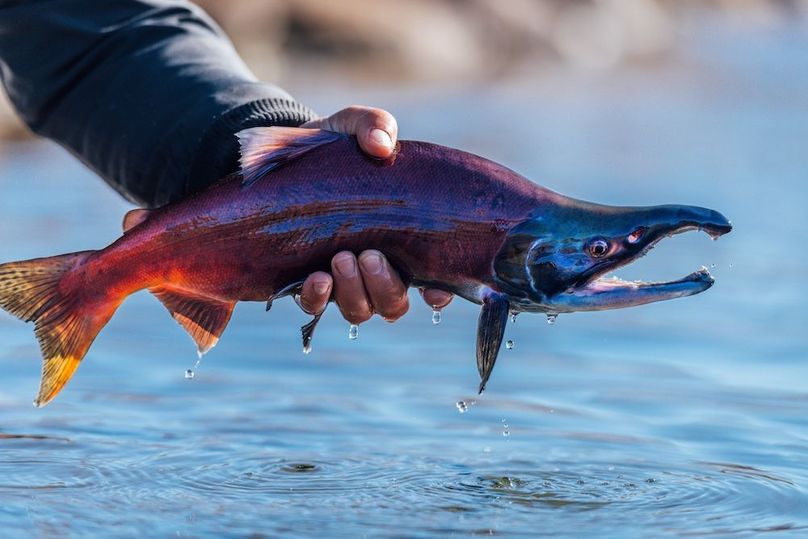 035 - Dream Stream Kokanee Salmon