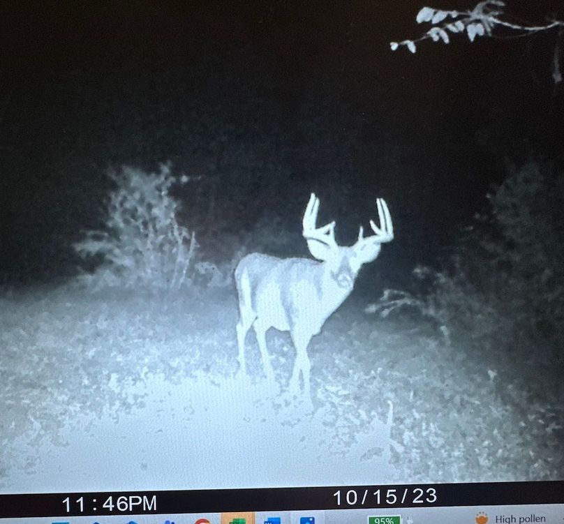 010 a mature buck on a late night stroll copy