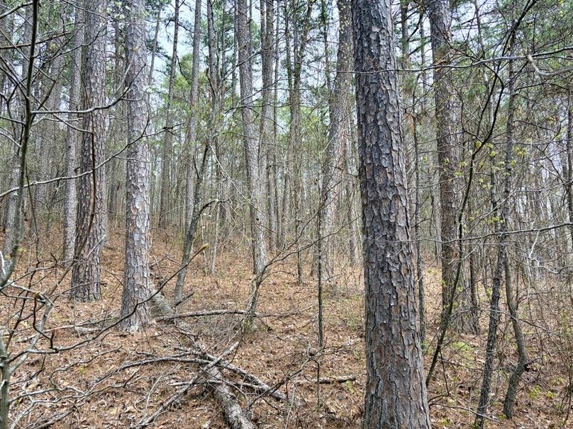 19982DBD-FB48-4FB6-8686-8A8F6326F4A0_1_201_a