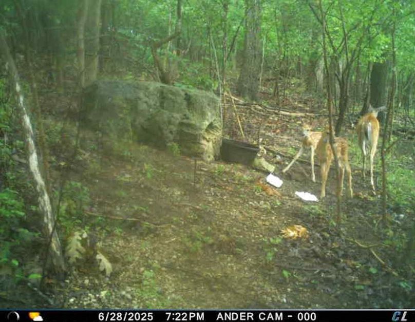 Doe with Twins