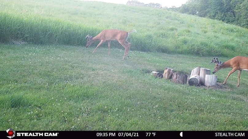 2 bucks early summer