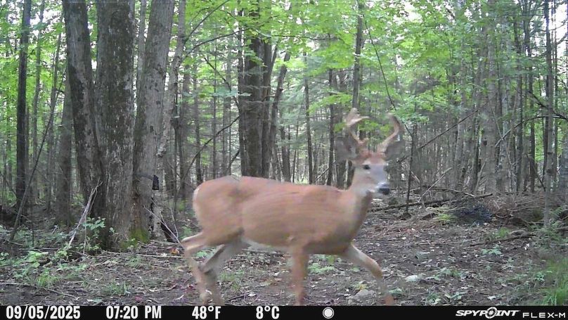 Trailcam8