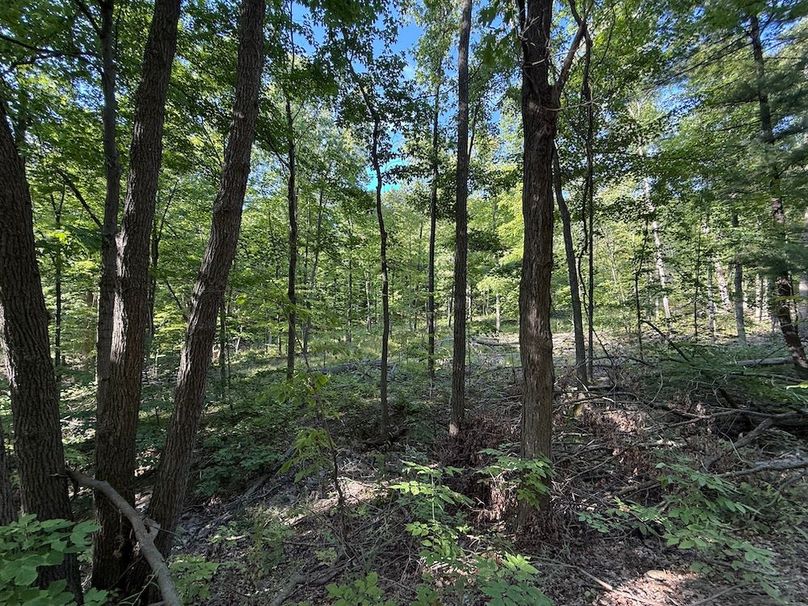 Ontario_33.3_Proseus Photo 54