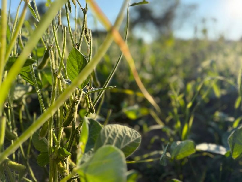 Copy of Wood Main Listing Photo 17