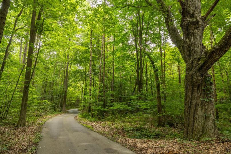 122 Drive Through The Timber