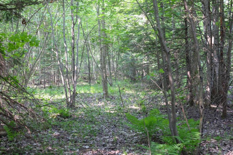 Chippewa85Knowles-5814