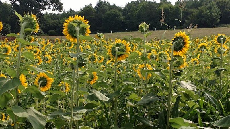 IMG_20170721_094556427_BURST000_COVER