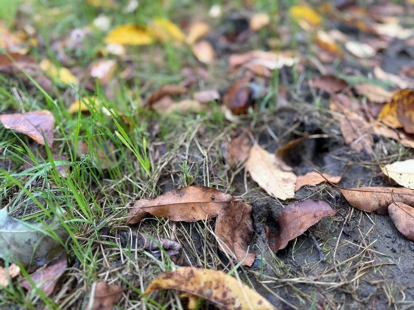 Cayuga_55.02_Herman Photo 39 