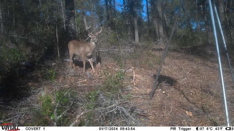 Trail Cam 9