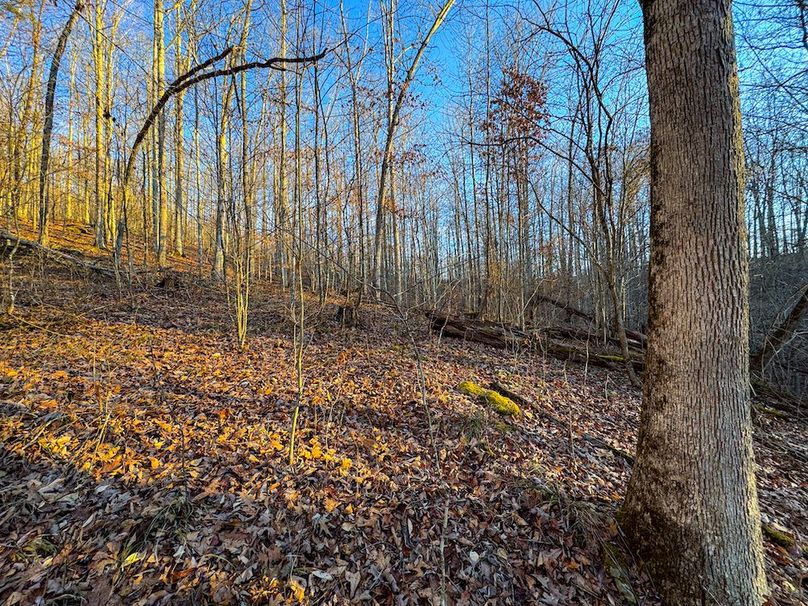 Roane, WV 100.12 AC Tree Line-29