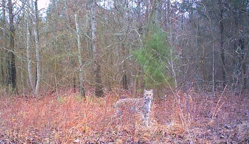 Bobcat