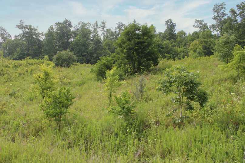 014 multi stage old field growth producing loads of cover and browse