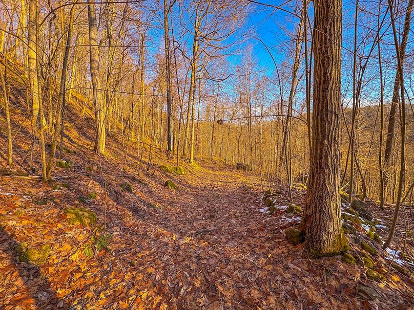 Roane, WV 100.12 AC Tree Line-55