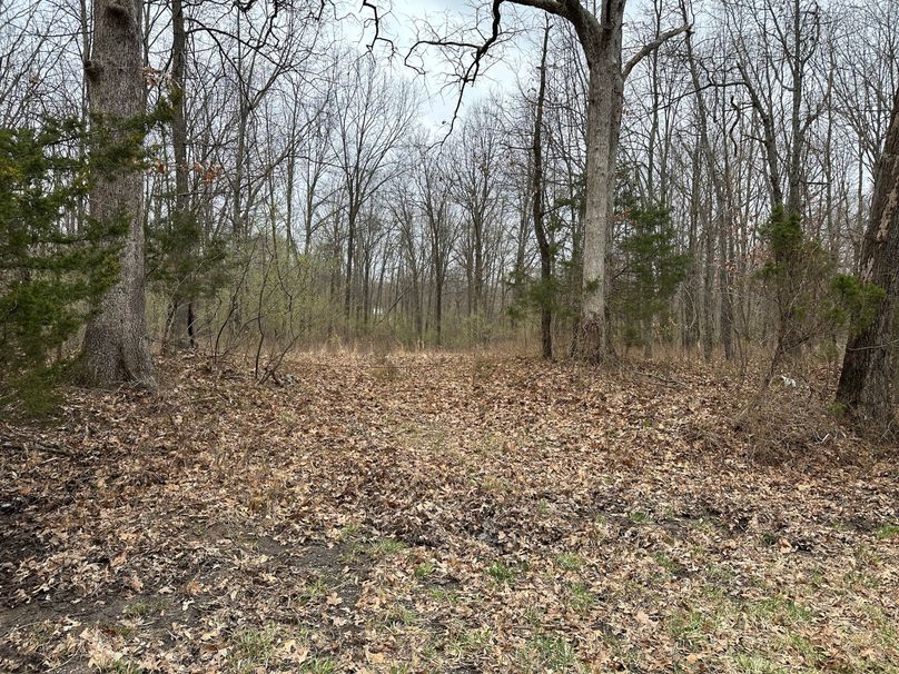 cut and cleared road into property from paved road access