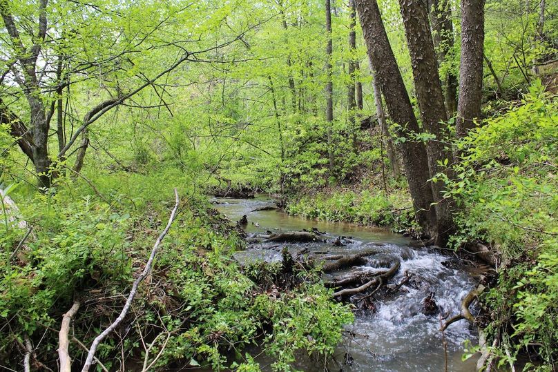 008 gushing waters of Greasy Branch