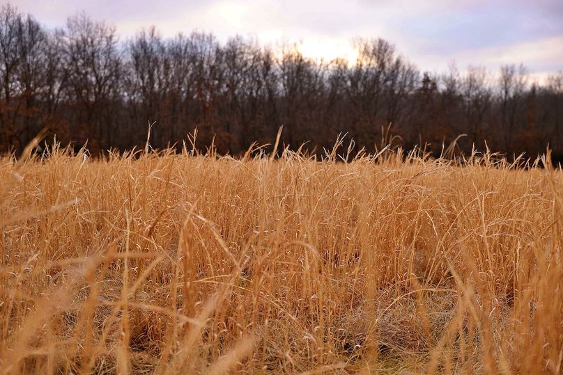 broom sedge