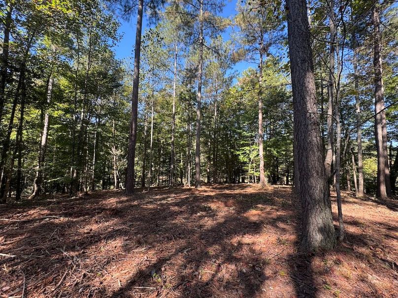 010_Mulched Build Lot