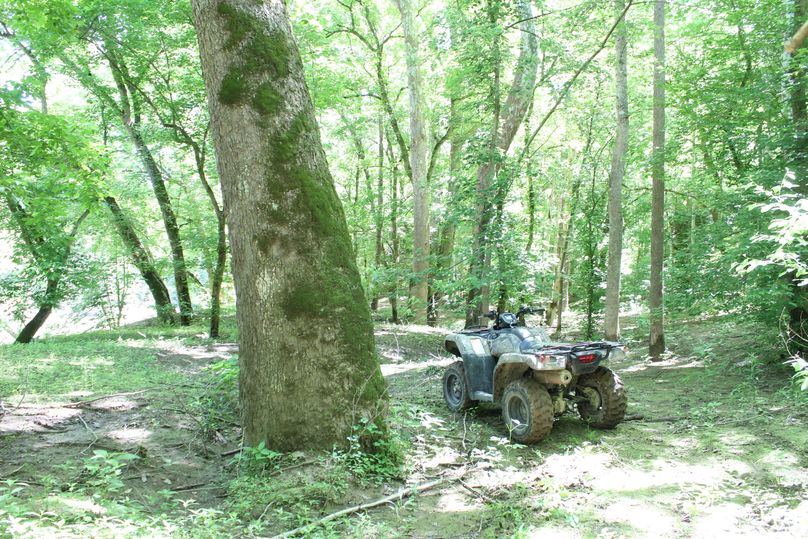 011 giant sycamore tree in the north area of the property near the river