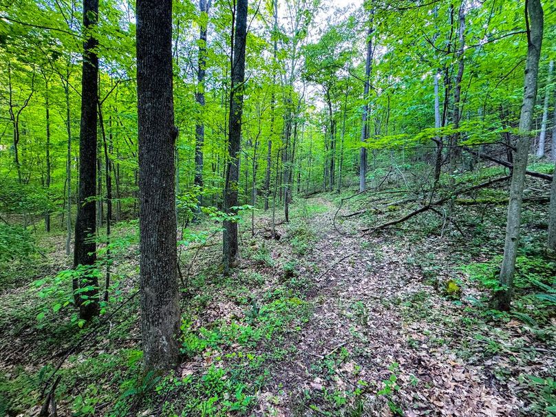 Wirt, WV 145.69 AC 273 Wildflower-11