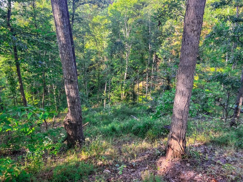 Calhoun, WV 101.8 AC Holly -15