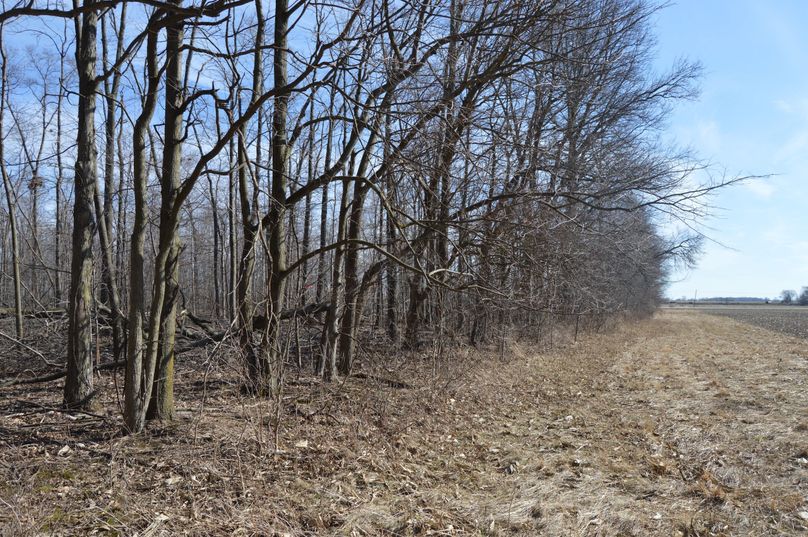 looking down west property line