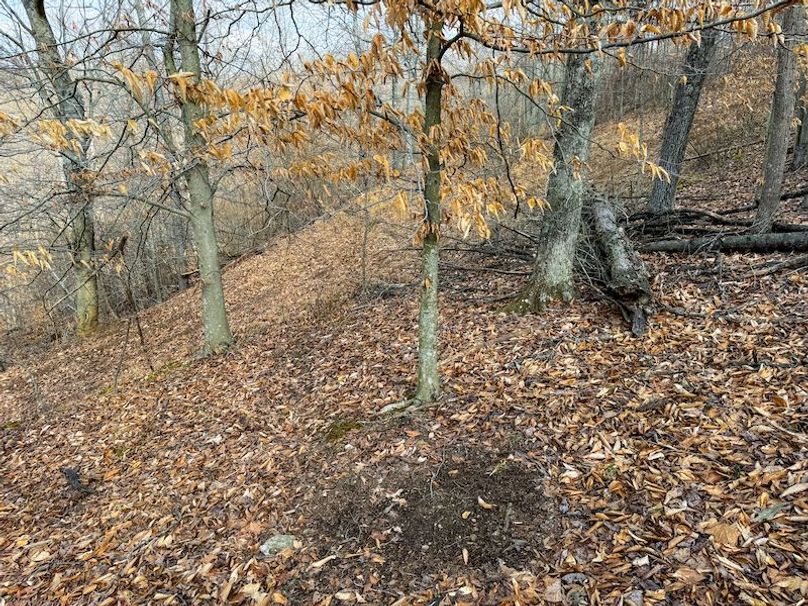 Doddridge, WV 79.08 AC Adams-40