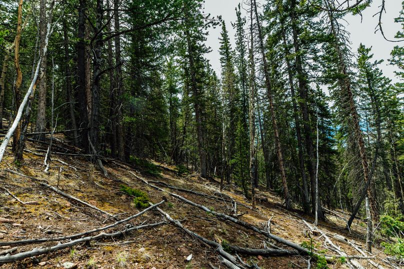 Teller 11.75 - 0007 game trail