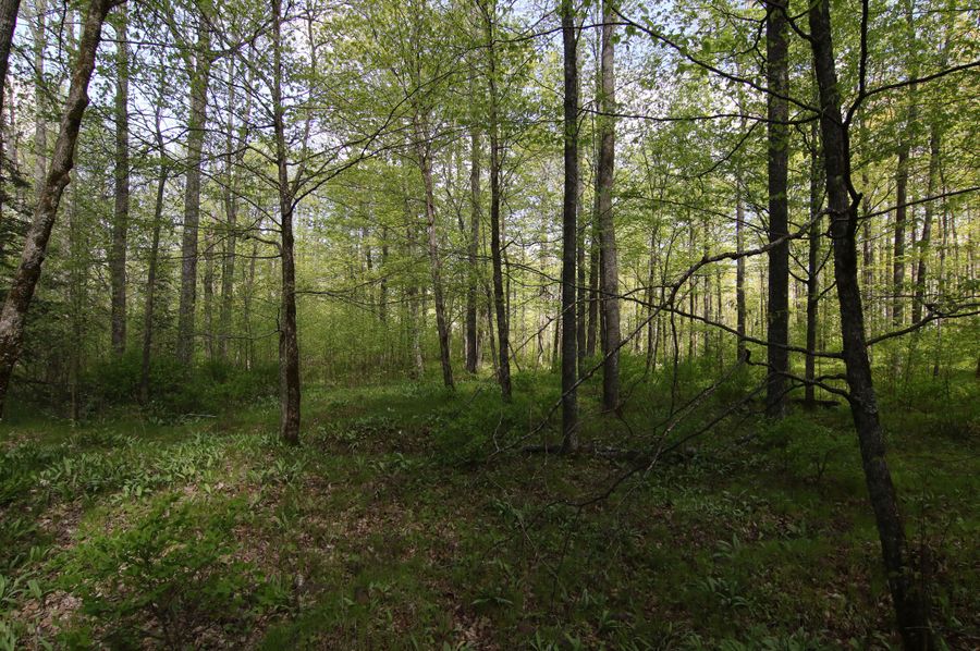 Menominee_MI_80_Knorr-03