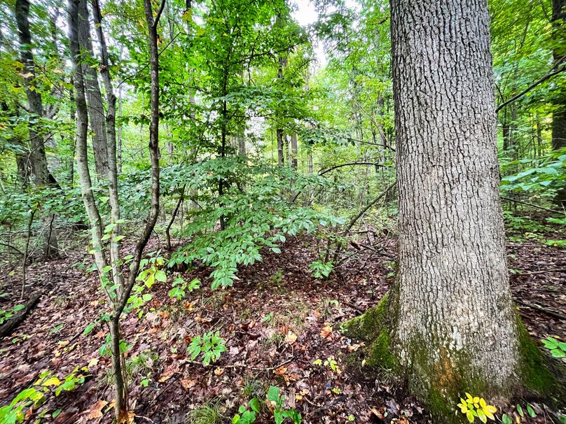 Ontario_16.2_Eddington Photo 19