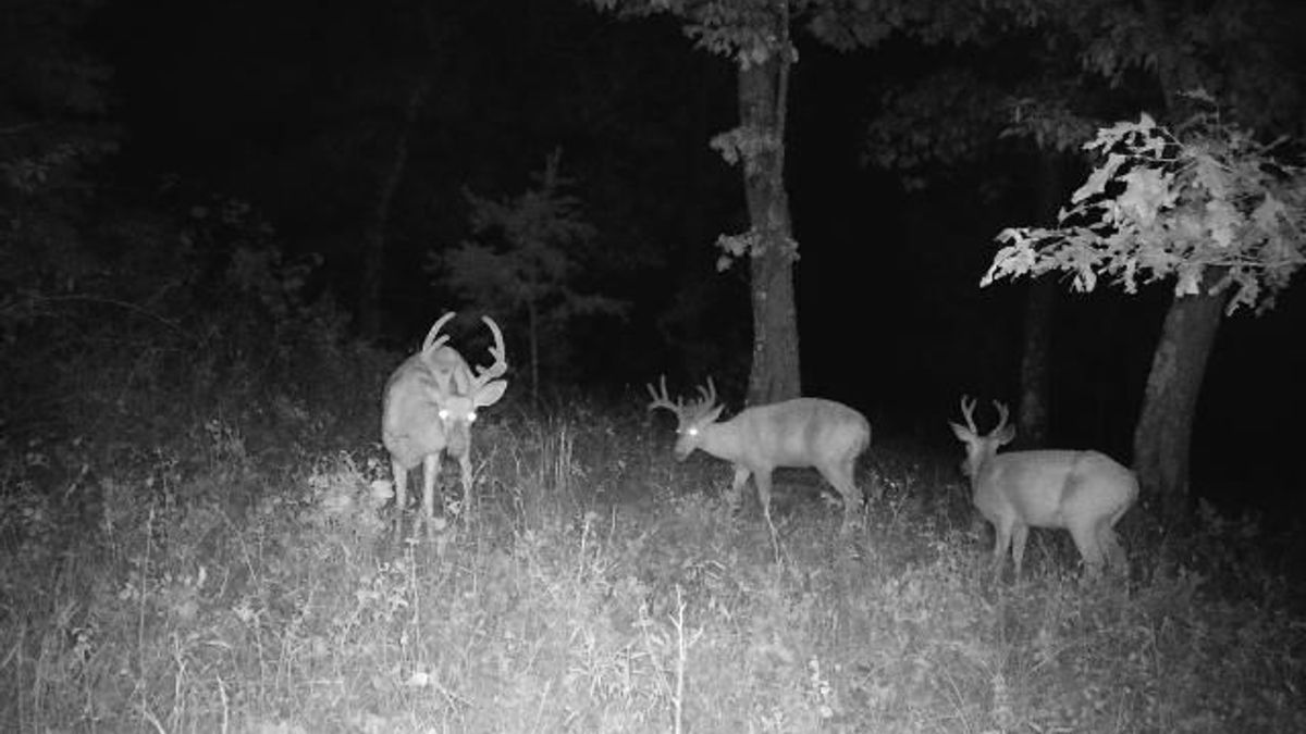 Timber Tract For Sale Near Virginia State Line With Valley And Mountain