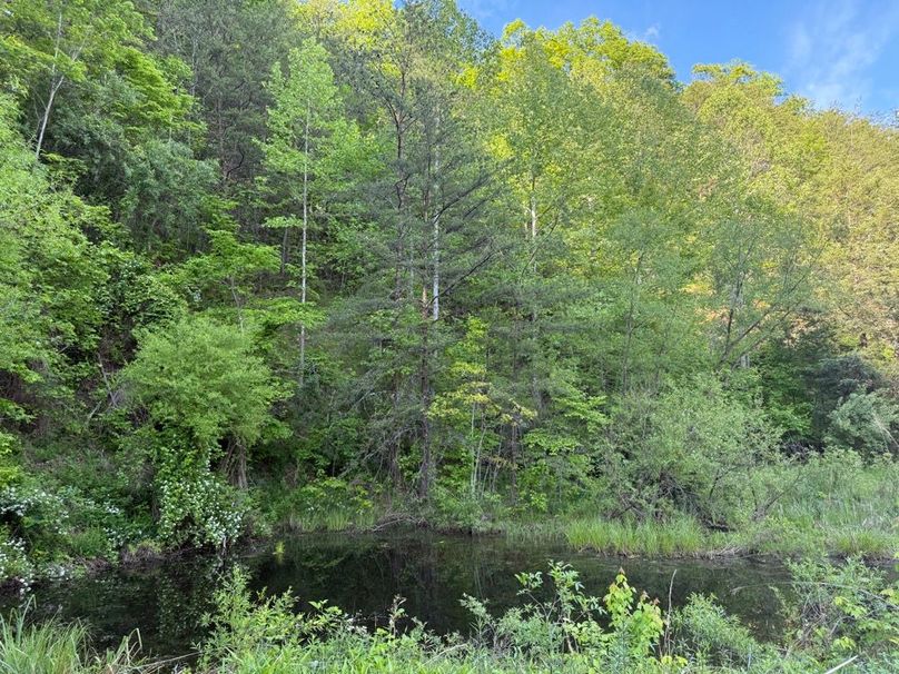 018 one of a couple wildlife watering holes in the upper reaches of the property