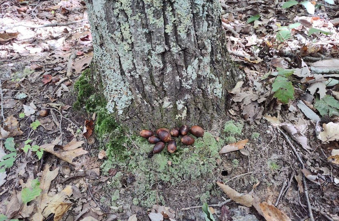 Chestnut Oak (1)