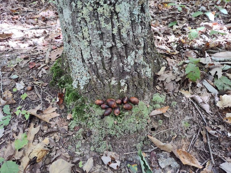 Chestnut Oak (1)