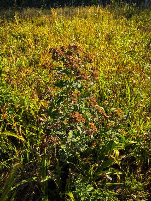 Clay 302.7 Henderson-08