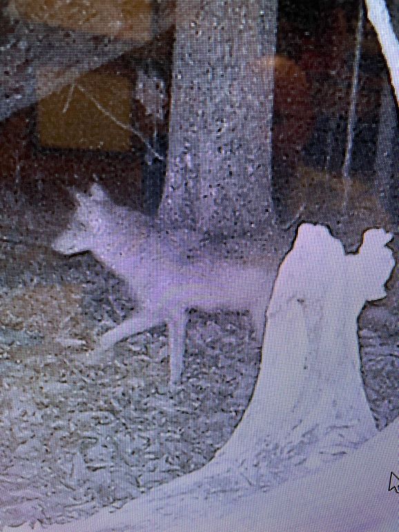 Trail Camera 6