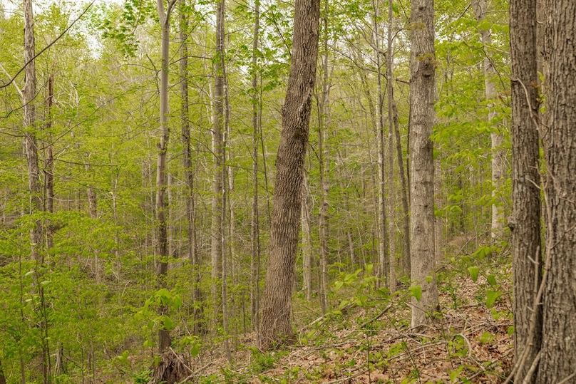 83-web-or-mls-1103 Johnny Spears Rd-92