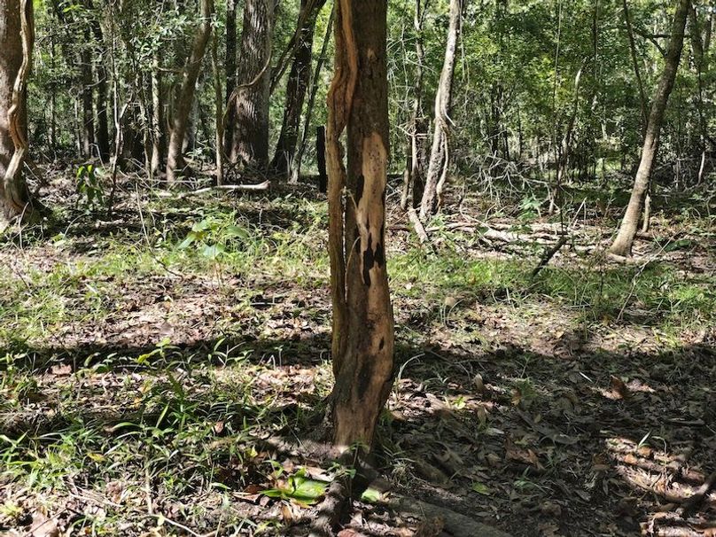 7.8ac, Citrus, Andrew Goering29