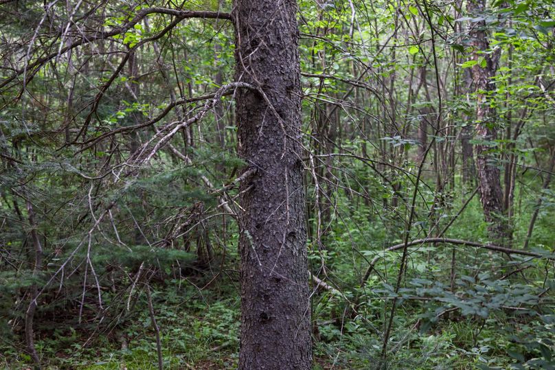 Mackinac20Fewins-6074