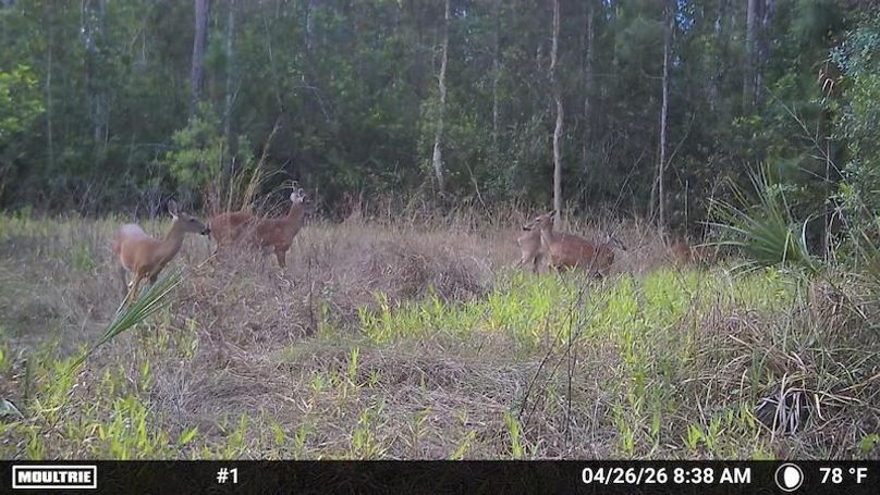 Temp_1250326-20260426123901-100MFCAM_MFDC2164