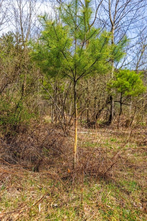 33-web-or-mls-IMG-33