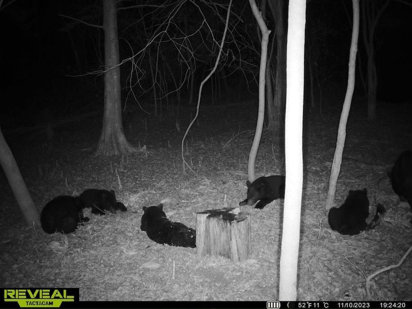 Trail cam IMG_2243