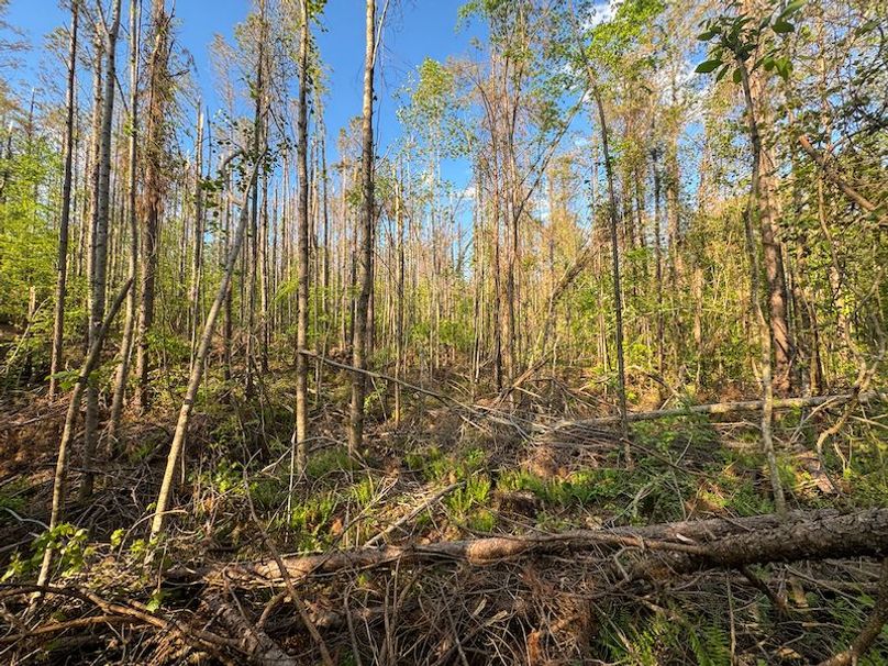 Tallahatchie 44 Newman (Crowden) Wide-29