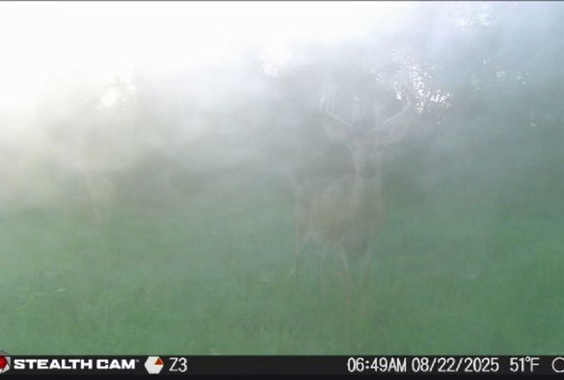 New Deer Trailcams (2)