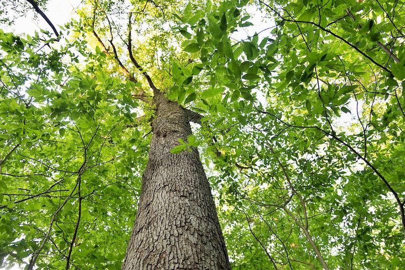 woods White oak crown 2