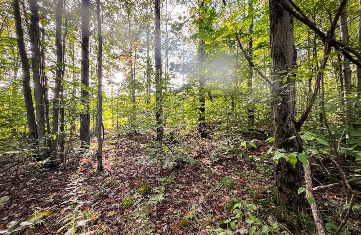 Chemung_140.13_Baumunk_Photos_5