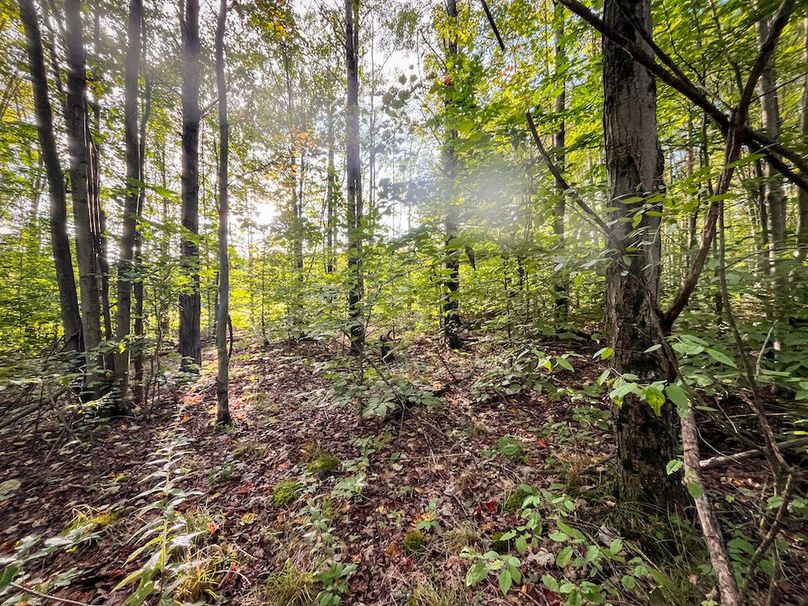 Chemung_140.13_Baumunk_Photos_5