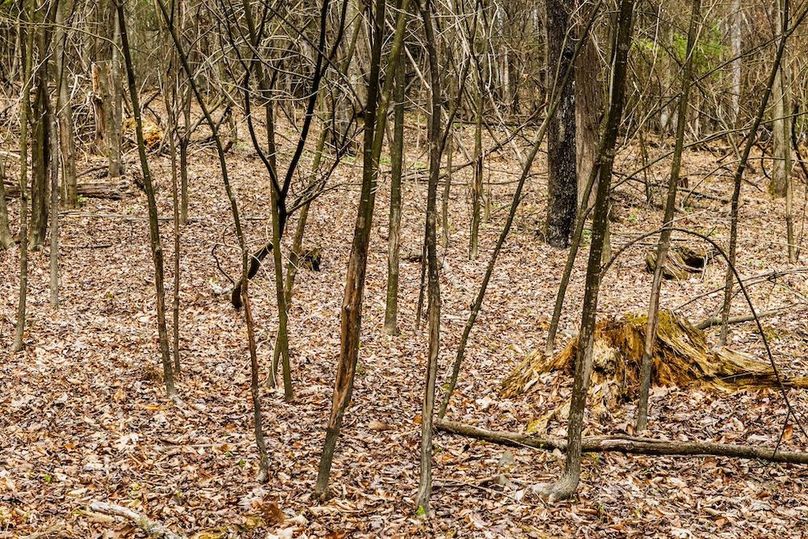 14-web-or-mls-IMG-14